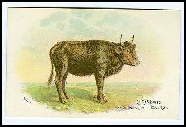 8 Crossbreed of Buffalo Bull and Texas Cow